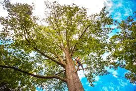 Best Root Management and Removal  in Captains Cove, VA