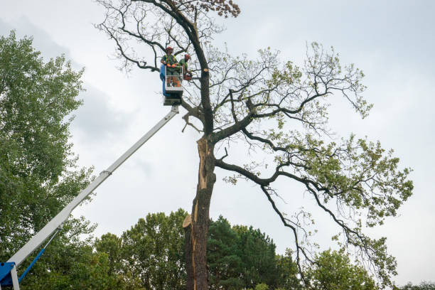 Best Tree Health Inspection  in Captains Cove, VA