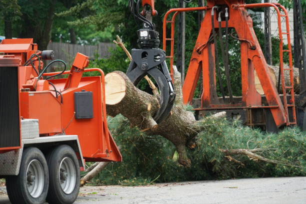 Best Tree Disease Treatment  in Captains Cove, VA