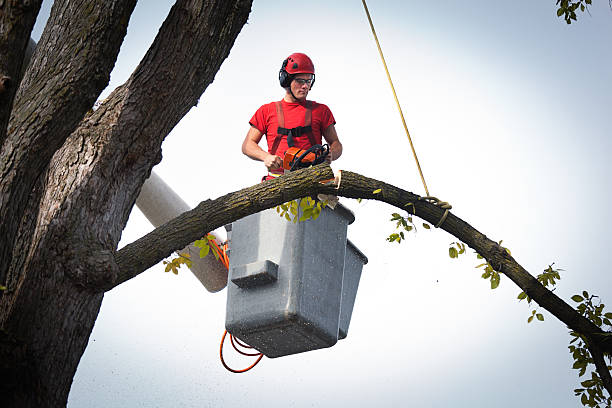 Best Tree Preservation Services  in Captains Cove, VA